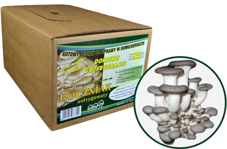 Boczniak Ostrygowaty Grzybnia Boczniaka Gotowe Podłoże 3kg