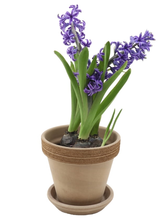 DEGREA Doniczka VASO VULCANO GRAFFIATO D15 Ceramiczna Terakota 15cm