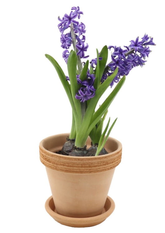 DEGREA Doniczka Ceramiczna Terakota VASO ARENA GRAFFIATO D15 cm + Podstawek D13 cm