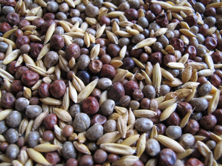 Granum Mieszanka Poplonowa MP-4 Strączkowo-Zbożowa 800g nasiona