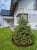 Palisada PA80 BOX BR Stella Green brązowa 5 szt - 3,9m