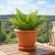 DEGREA-Doniczka-Ceramiczna-Terakota-Zdobiona-CAMPANA-D27-cm-+-Podstawka-D21-cm-edited_3 (1).png