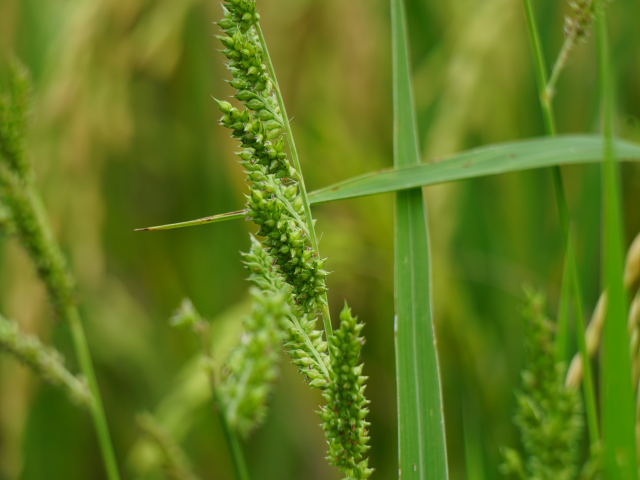 Sumin Atut 360 SL 250ml preparat chwastobójczy