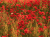 mak_polny_SEMER_5.png