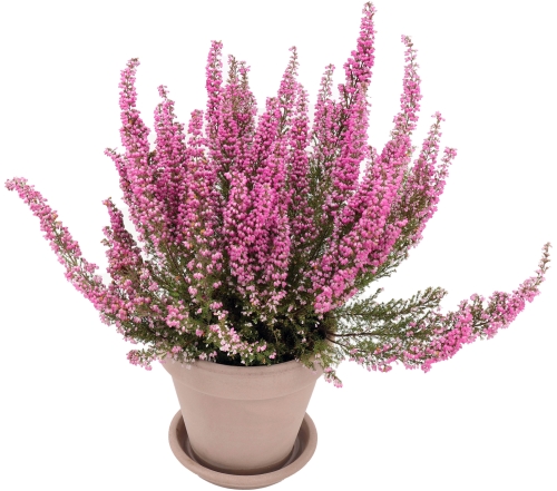 DEGREA Podstawka SOTTOVASO VULCANO D36 Ceramiczna Terakota 36cm