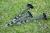 Kotwy L200mm 20cm 10szt GEOPEG do Agrowłókniny Tkaniny Kołki Szpilki