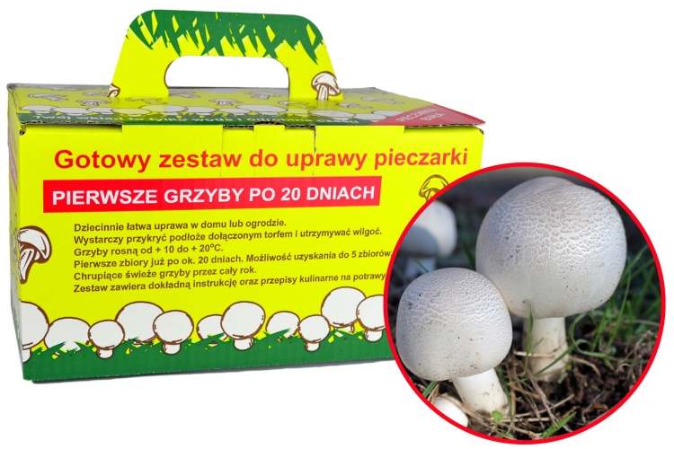 Pieczarka Biała Grzybnia 5kg Gotowe Podłoże Pieczarki Białej Grzyby w Domu i Ogrodzie