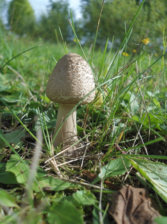 Grzybnia Kania Grzyby Gotowe Podłoże Sowa Czubajka 3kg