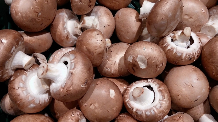 Pieczarka Brązowa Grzybnia 5kg Gotowe Podłoże Pieczarki Brązowej Grzyby w Domu i Ogrodzie