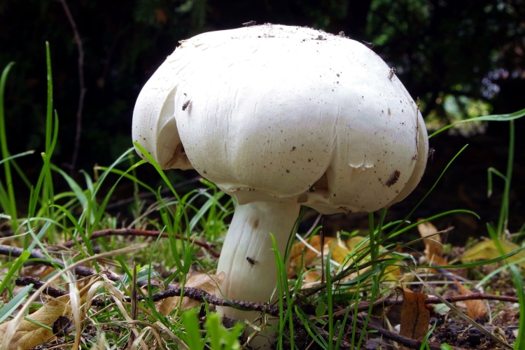 Pieczarka Biała Grzybnia 5kg Gotowe Podłoże Pieczarki Białej Grzyby w Domu i Ogrodzie