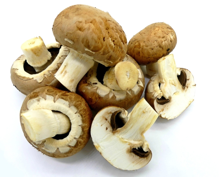 Pieczarka Brązowa Grzybnia 5kg Gotowe Podłoże Pieczarki Brązowej Grzyby w Domu i Ogrodzie