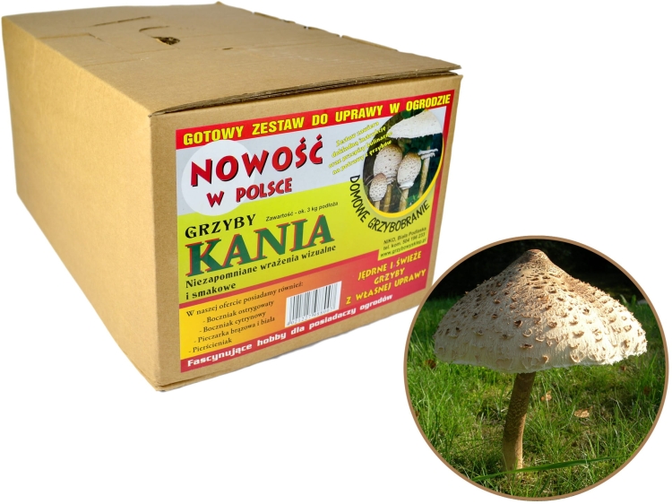 Grzybnia Kania Grzyby Gotowe Podłoże Sowa Czubajka 3kg