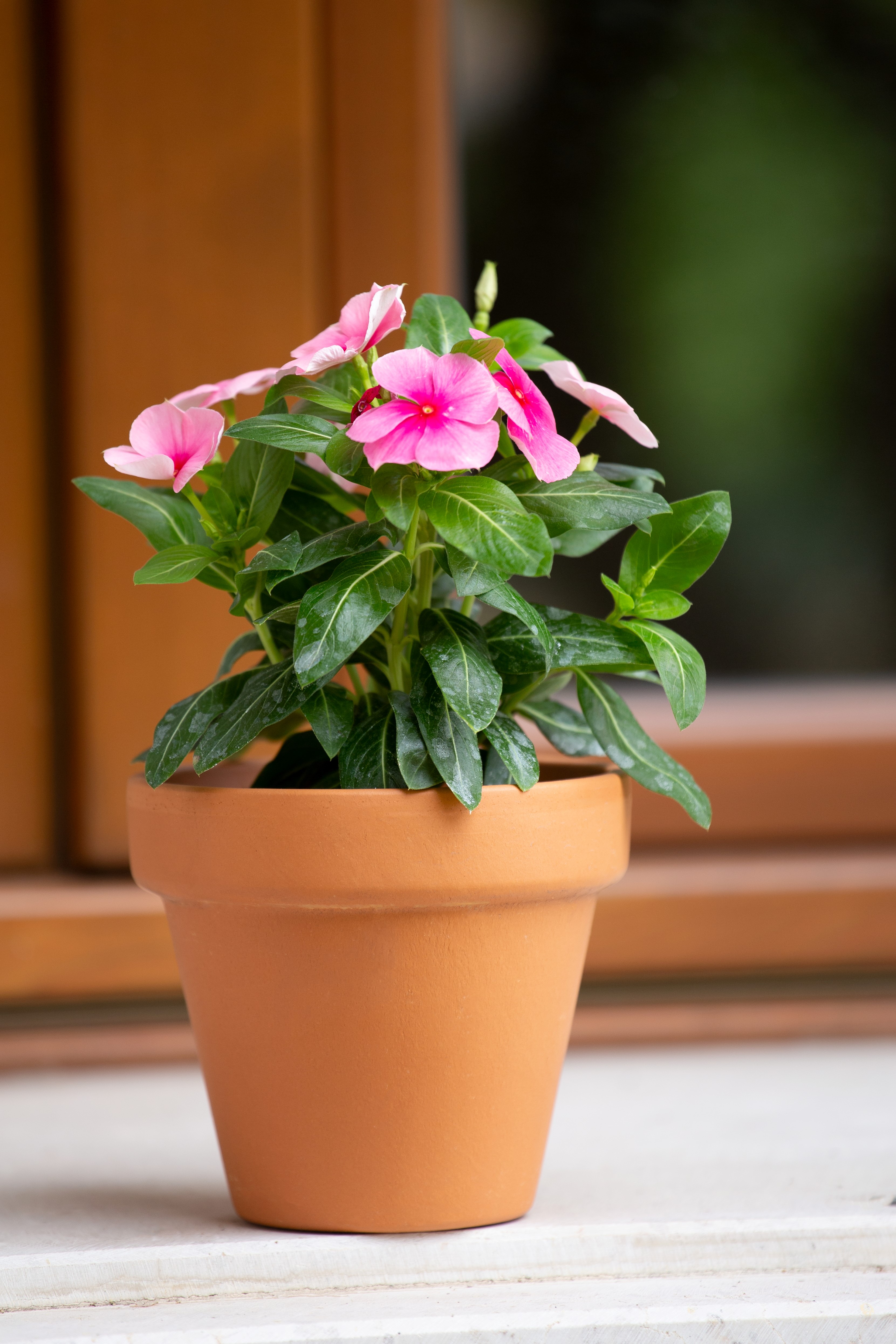 degrea_doniczka_standard_pot_3_semer.jpg